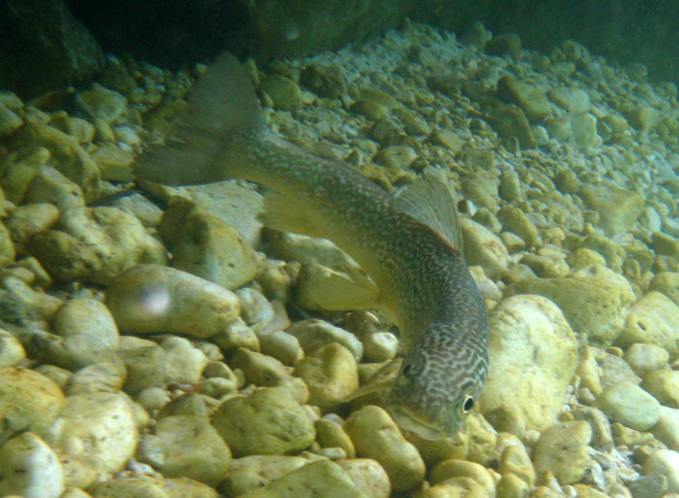 Immersione in fiume sloveno: trota marmorata ed altro...